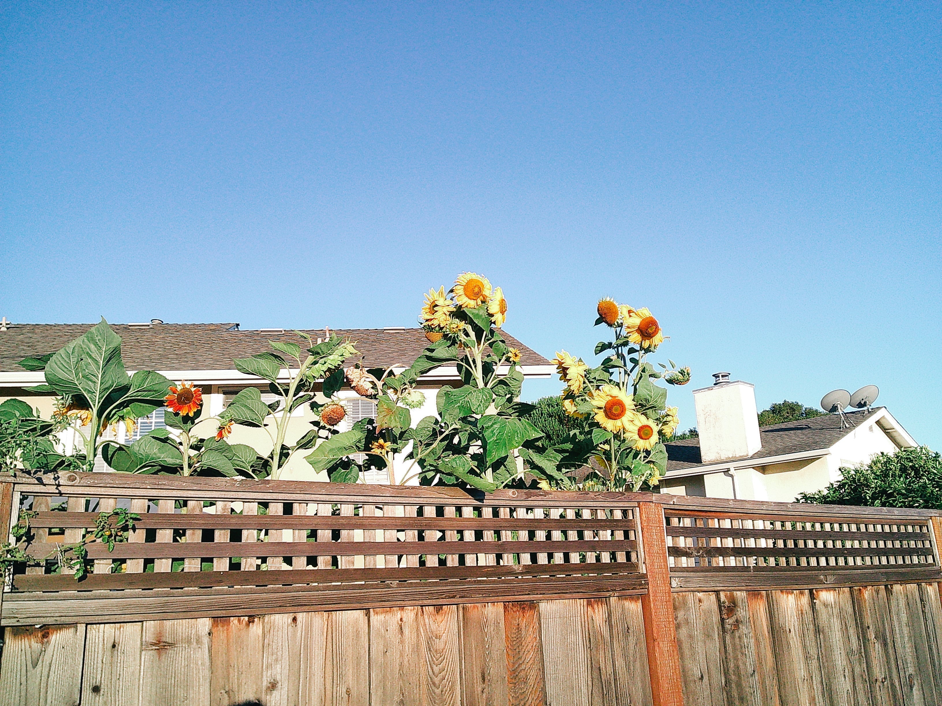 A DIY retro digital camera project - Blog #4 Prototype  photo test and development update